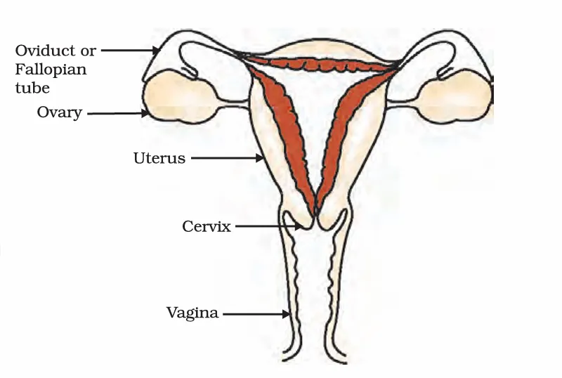 Human female reproductive system